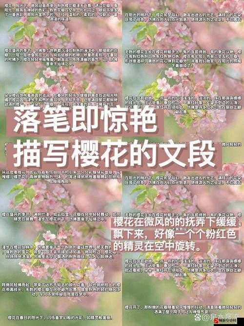 我可以深入了解你的樱花吗：探寻其背后的神秘魅力