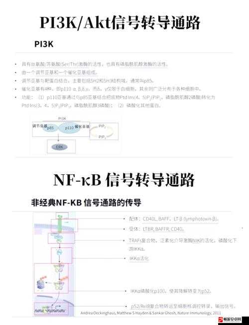 高清线一进二出：实现高效信号传输与分配的优质线缆